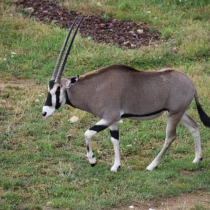 Beisa oryx - Oryx beisa beisa