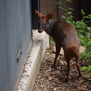 Southern pudu - Pudu puda