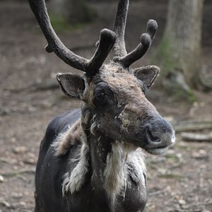 Domestic Reindeer - Rangifer tarandus f. domestica