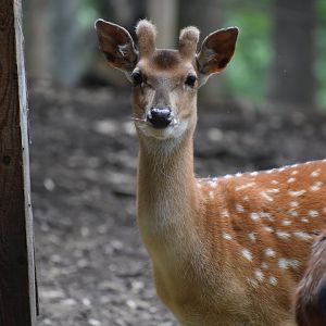 Vietnamese sika deer - Cervus nippon pseudaxis