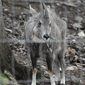 Central Chinese goral - Naemorhedus griseus arnouxianus