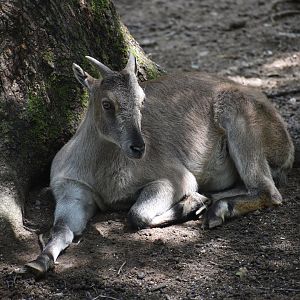 Himalayan tahr - Hemitragus jemlahicus