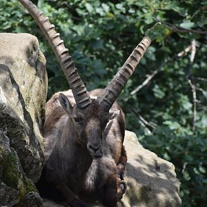 Alpine ibex - Capra ibex