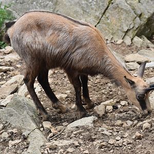 Alpine chamois - Rupicapra rupicapra rupicapra