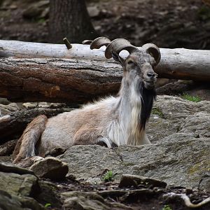Tajik markhor - Capra falconeri heptneri