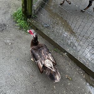 Muscovy Duck - Domestic