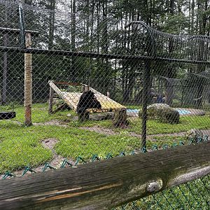 American Black Bear Habitat