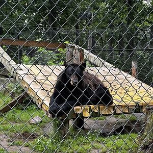 American Black Bear - biggest one I've seen?
