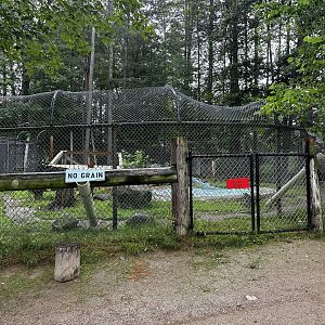 Bear Habitat, you can feed it apparently, but not grain?