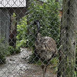 Emu