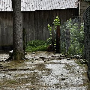 Wallaby Exhibit