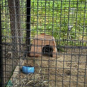 Chinchilla, outside in the rain?