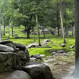 Barbary Sheep Habitat