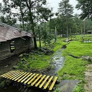 Barbary Sheep Habitat