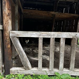 Dromedary Camel Barn