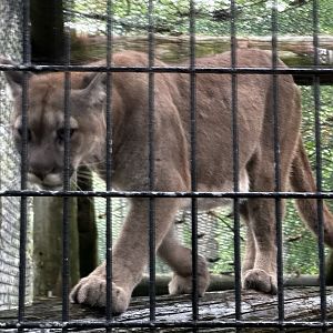 Cougar Habitat
