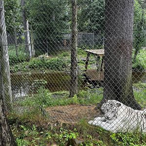 Tiger Habitat