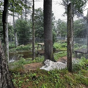 Tiger Habitat