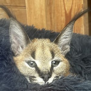Caracal Baby