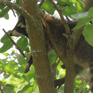 Raccoon in a tree