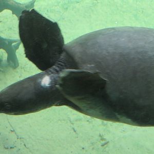 Pig-nosed (Fly River) turtle