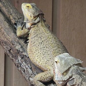 Central bearded dragons