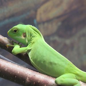 Young Fijian banded iguana