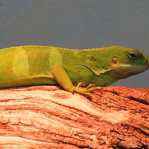 Adult Fijian banded iguana