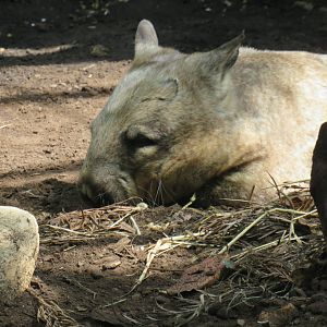 Southern hairy-nosed wombat