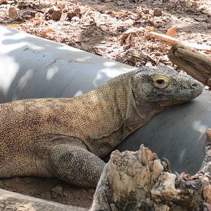 Komodo dragon