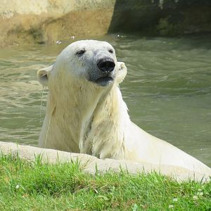 Polar bear