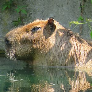 Capybara