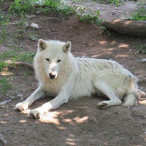 Arctic wolf