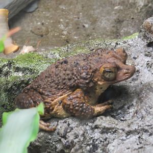 Puerto Rican crested toad