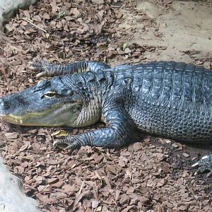 American alligator