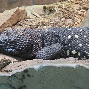 Guatemalan beaded lizard