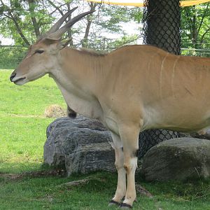 Common eland