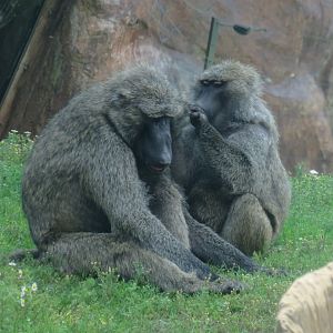 Olive baboons