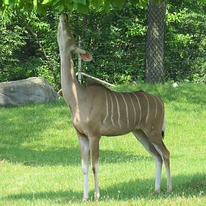 Greater kudu