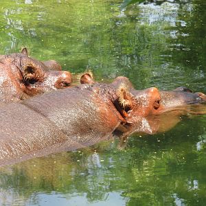 Common hippos