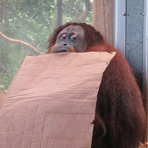 Sumatran orangutan