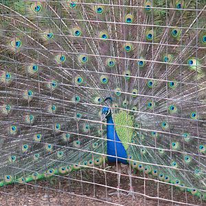 Indian peafowl