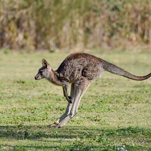 Eastern Grey Kangaroo