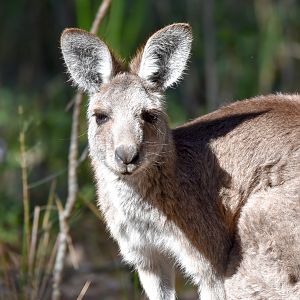 Eastern Grey Kangaroo