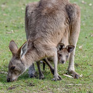 Eastern Grey Kangaroo and joey