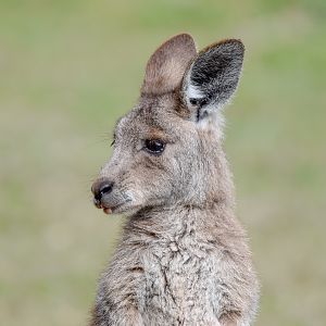 Eastern Grey Kangaroo