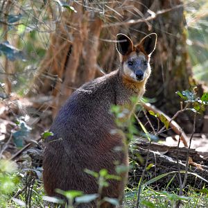 Swamp Wallaby
