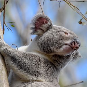 Koala