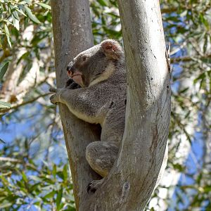 Koala