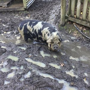 Kunekune (Sus domesticus)